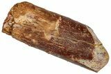 Fossil Sauropod Dinosaur (Titanosaur) Tooth - Morocco #332500-1